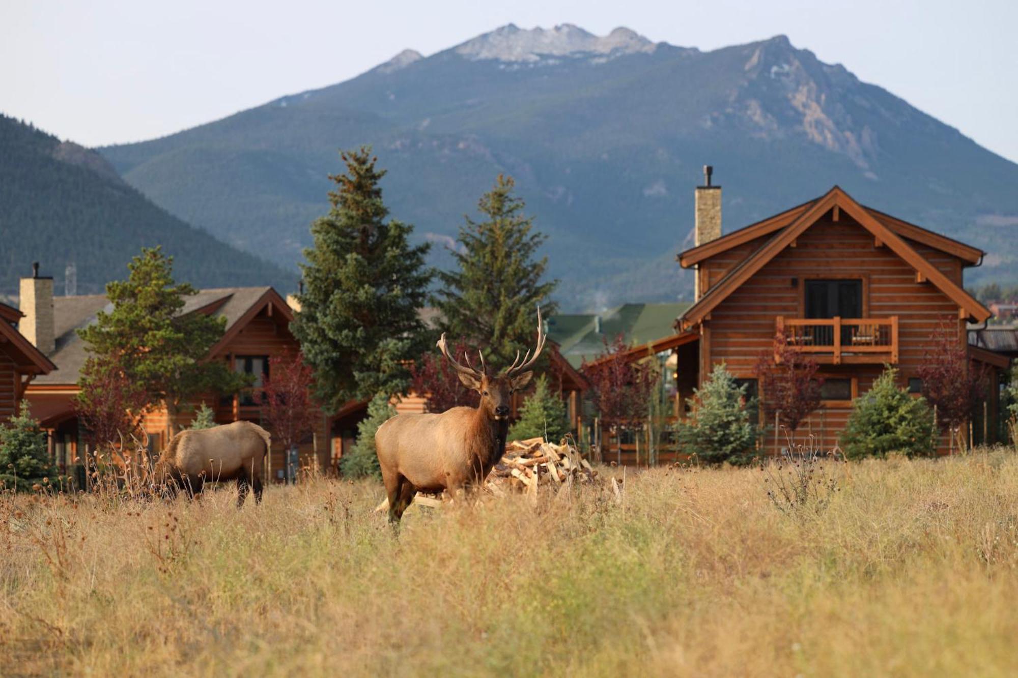 Chic Retreat Indoor Outdoor Fireplace, Private Jacuzzi, Great Location! Estes Park Eksteriør bilde